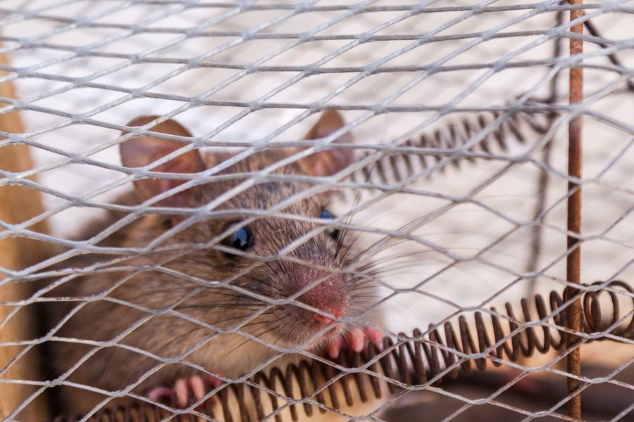 Rodent caught in a wire live trap